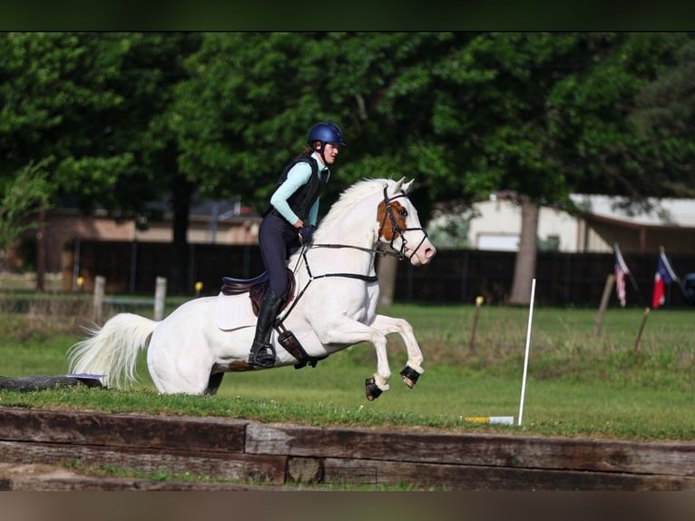 American Paint Horse Stute 6 Jahre Tovero-alle-Farben in Kaufman