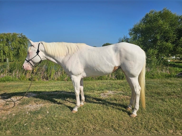 American Paint Horse Stute 6 Jahre Tovero-alle-Farben in Kaufman