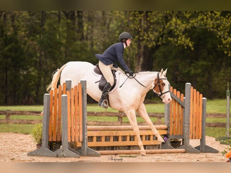 American Paint Horse Stute 6 Jahre Tovero-alle-Farben in Kaufman