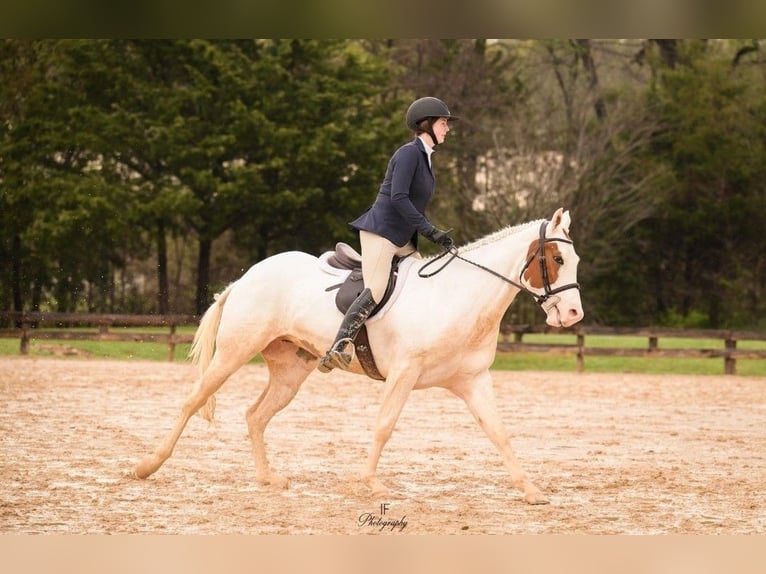 American Paint Horse Stute 6 Jahre Tovero-alle-Farben in Kaufman