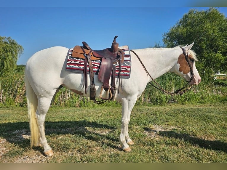 American Paint Horse Stute 6 Jahre Tovero-alle-Farben in Kaufman