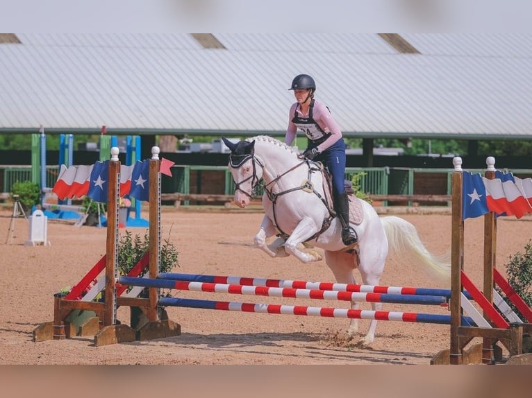American Paint Horse Stute 6 Jahre Tovero-alle-Farben in Kaufman