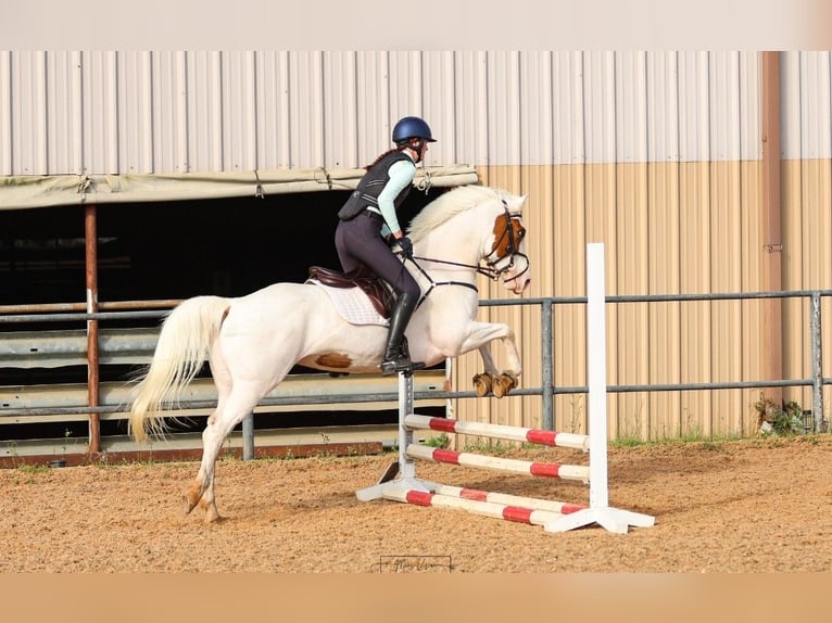 American Paint Horse Stute 6 Jahre Tovero-alle-Farben in Kaufman