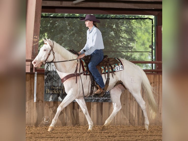 American Paint Horse Stute 6 Jahre Tovero-alle-Farben in Kaufman