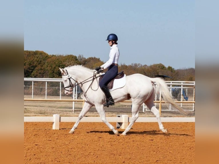 American Paint Horse Stute 6 Jahre Tovero-alle-Farben in Kaufman