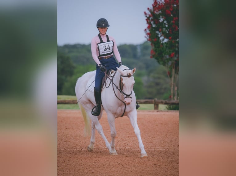 American Paint Horse Stute 6 Jahre Tovero-alle-Farben in Kaufman