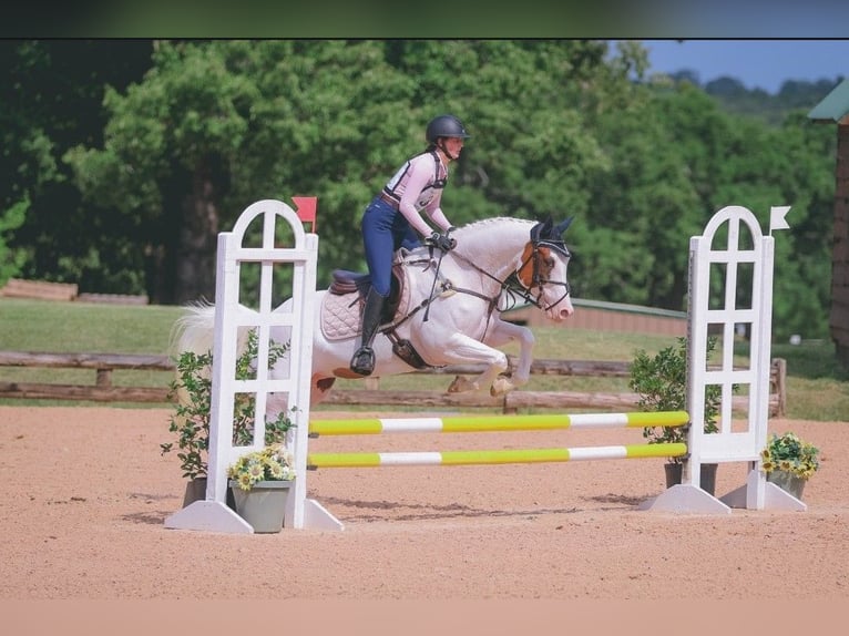 American Paint Horse Stute 6 Jahre Tovero-alle-Farben in Kaufman