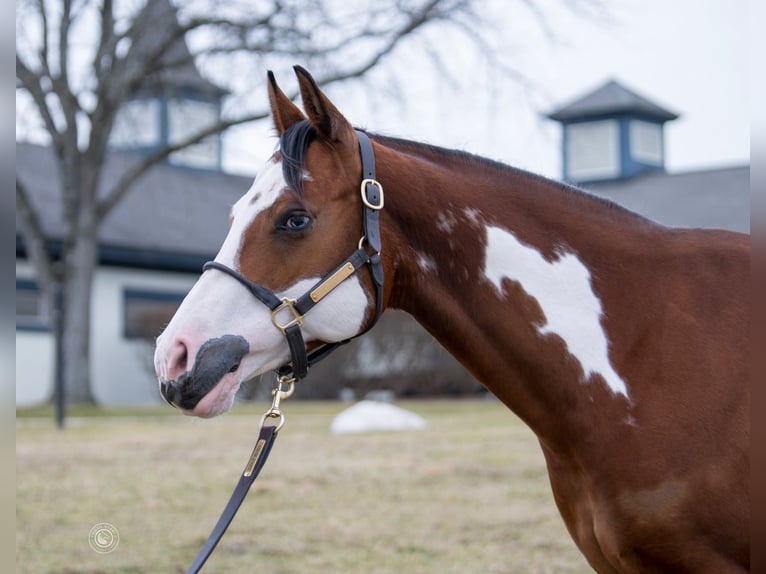 American Paint Horse Stute 7 Jahre 145 cm Rotbrauner in La Grange