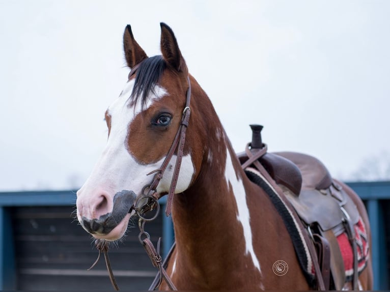 American Paint Horse Stute 7 Jahre 145 cm Rotbrauner in La Grange