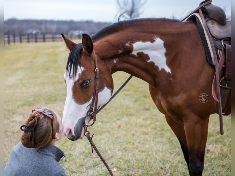 American Paint Horse Stute 7 Jahre 145 cm Rotbrauner in La Grange