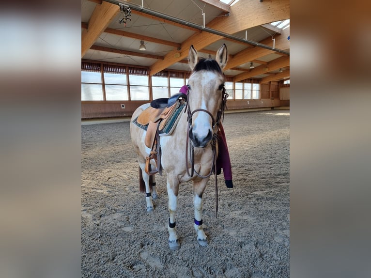 American Paint Horse Stute 7 Jahre 146 cm Tobiano-alle-Farben in Hardheim