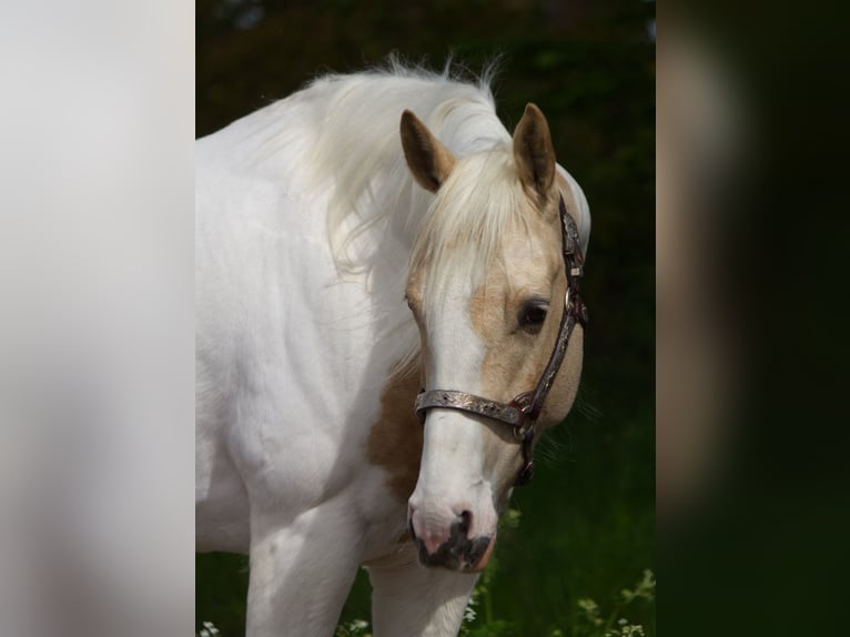 American Paint Horse Stute 7 Jahre 148 cm Palomino in Zwaagdijk-West
