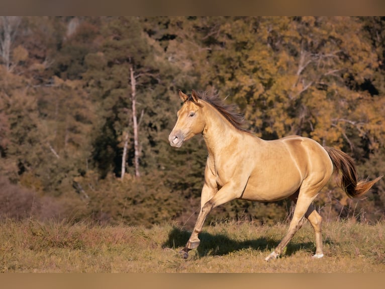 American Paint Horse Stute 7 Jahre 150 cm Champagne in Öhningen