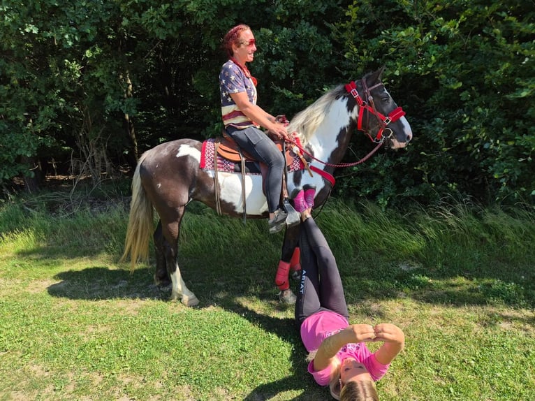 American Paint Horse Stute 7 Jahre 150 cm Overo-alle-Farben in Linkenbach
