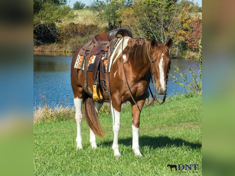 American Paint Horse Stute 7 Jahre 150 cm Schecke in Henderson