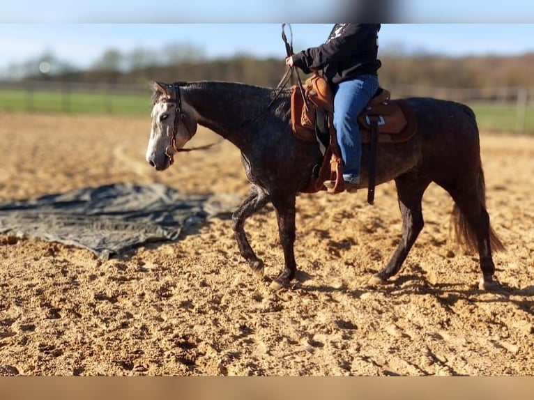 American Paint Horse Stute 7 Jahre 150 cm Schimmel in Ahlerstedt