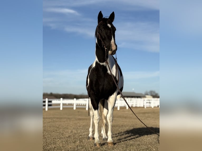 American Paint Horse Stute 7 Jahre 150 cm Tobiano-alle-Farben in Mckinney