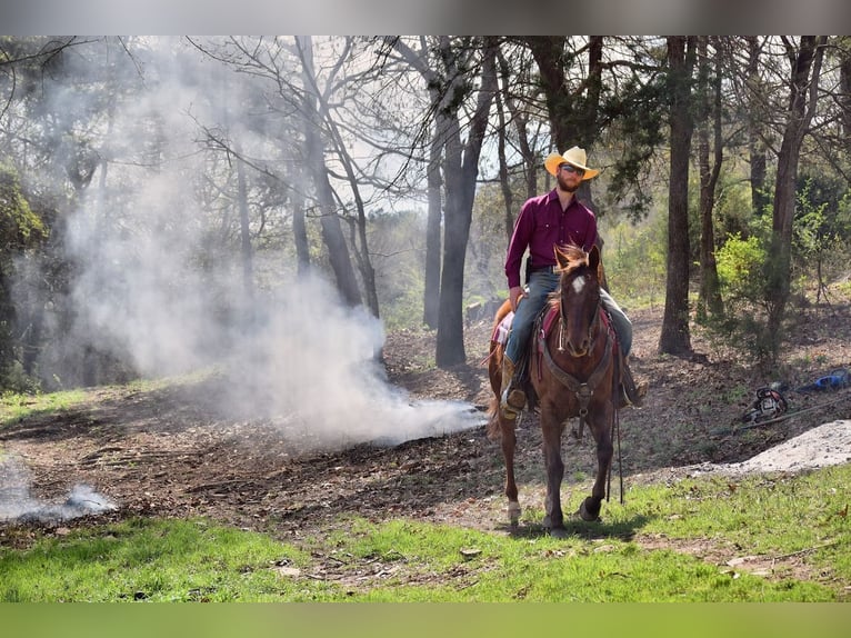 American Paint Horse Stute 7 Jahre 152 cm Dunkelfuchs in Mccurtain