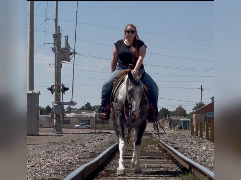 American Paint Horse Stute 7 Jahre 152 cm Schecke in Roswell