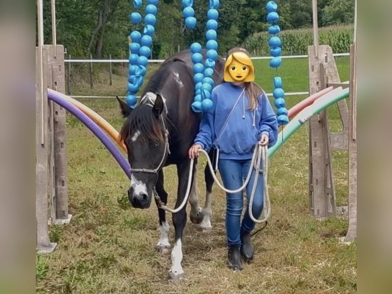 American Paint Horse Stute 7 Jahre 152 cm Schecke in Asendorf