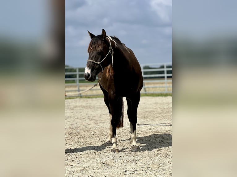 American Paint Horse Stute 7 Jahre 152 cm Schecke in Asendorf
