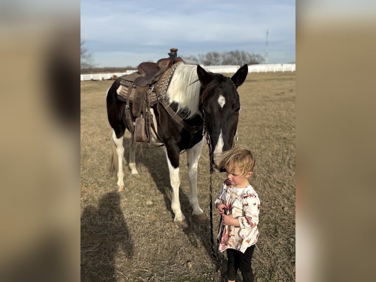 American Paint Horse Stute 7 Jahre 152 cm Tobiano-alle-Farben in Mckinney