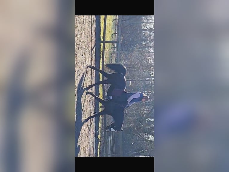 American Paint Horse Mix Stute 7 Jahre 156 cm Rappe in Lünen