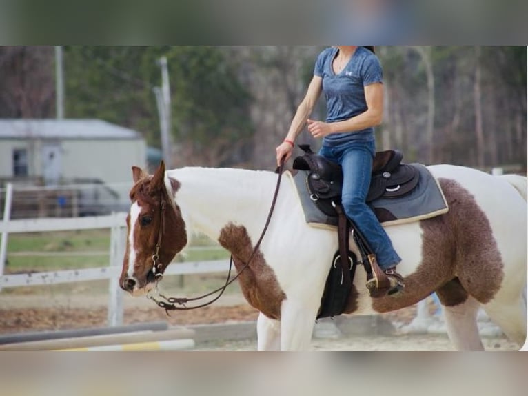 American Paint Horse Stute 7 Jahre 157 cm Roan-Red in Aynor, SC