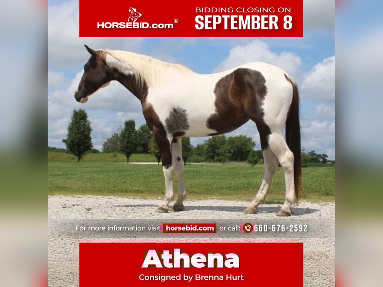 American Paint Horse Stute 7 Jahre 157 cm Schecke in Macon