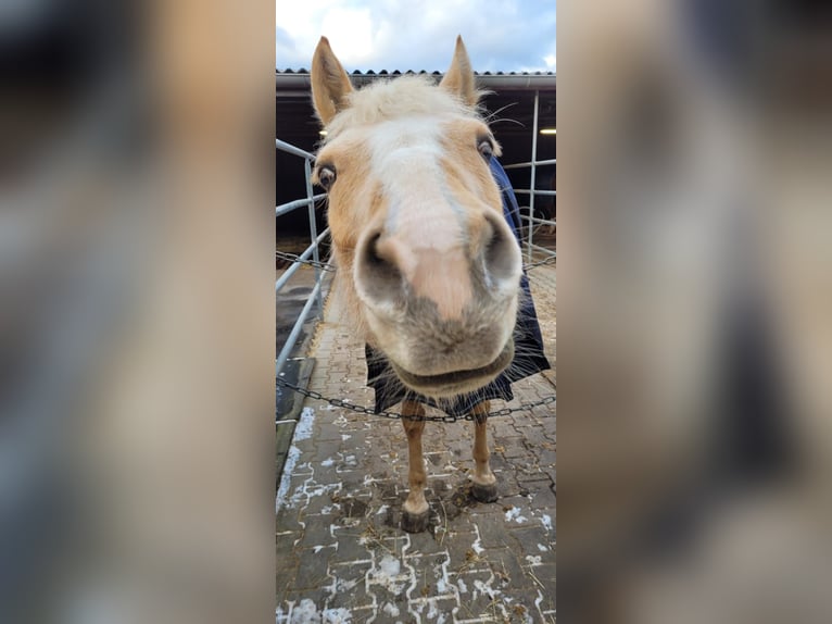 American Paint Horse Stute 7 Jahre 158 cm Palomino in Tamm