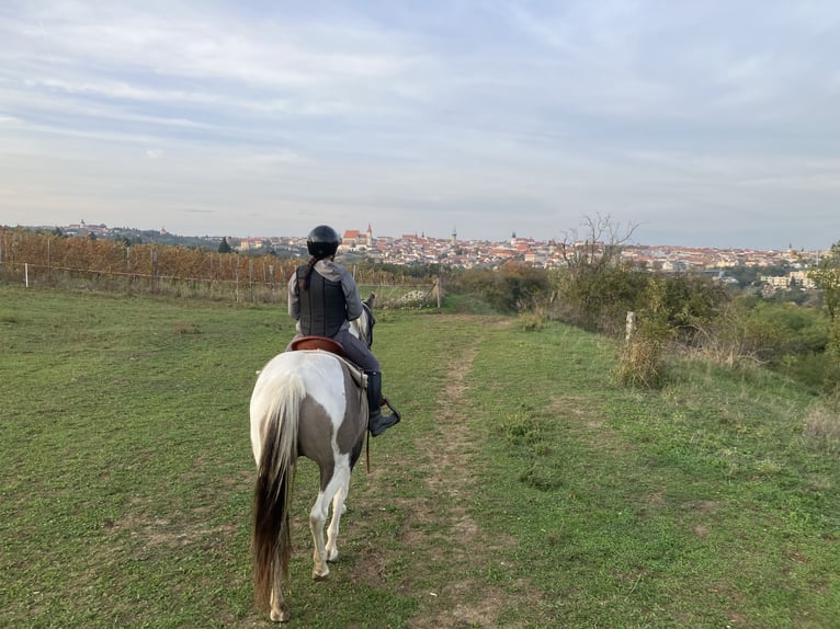 American Paint Horse Stute 7 Jahre 160 cm Grullo in Nový Šaldorf-Sedlešovice - Sedlešovice