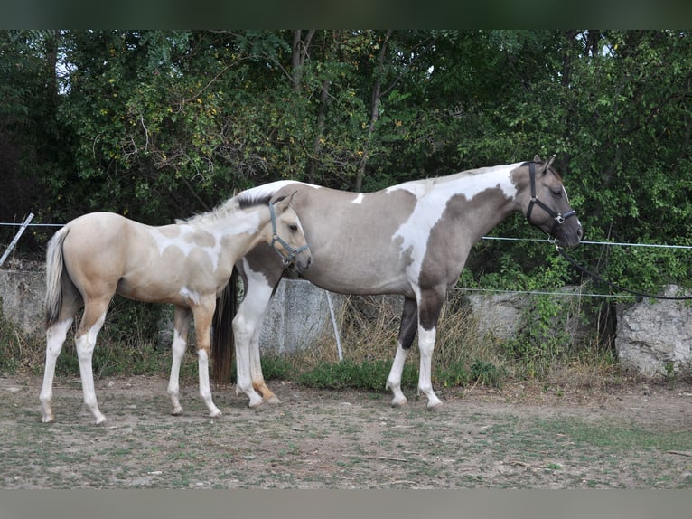 American Paint Horse Stute 7 Jahre 160 cm Grullo in Nový Šaldorf-Sedlešovice - Sedlešovice