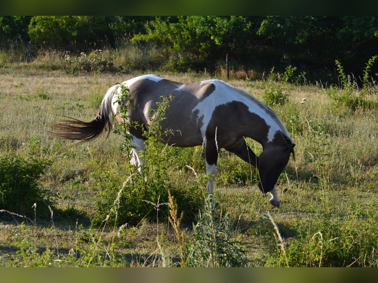 American Paint Horse Stute 7 Jahre 160 cm Grullo in Nový Šaldorf-Sedlešovice - Sedlešovice