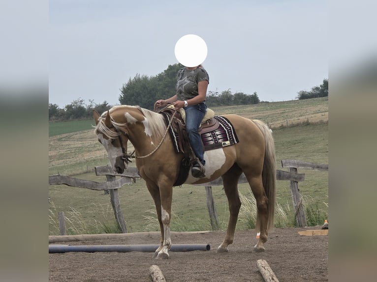 American Paint Horse Stute 7 Jahre 160 cm Palomino in Mont
