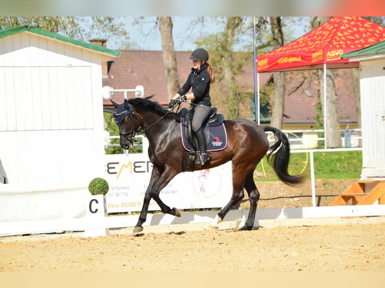 American Paint Horse Stute 7 Jahre 168 cm Dunkelbrauner in G&#xF6;tzis