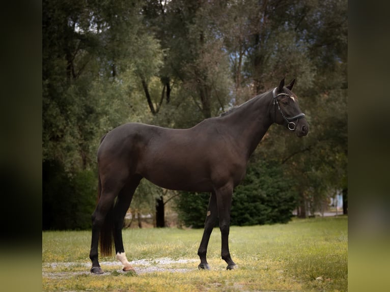 American Paint Horse Stute 7 Jahre 168 cm Dunkelbrauner in G&#xF6;tzis