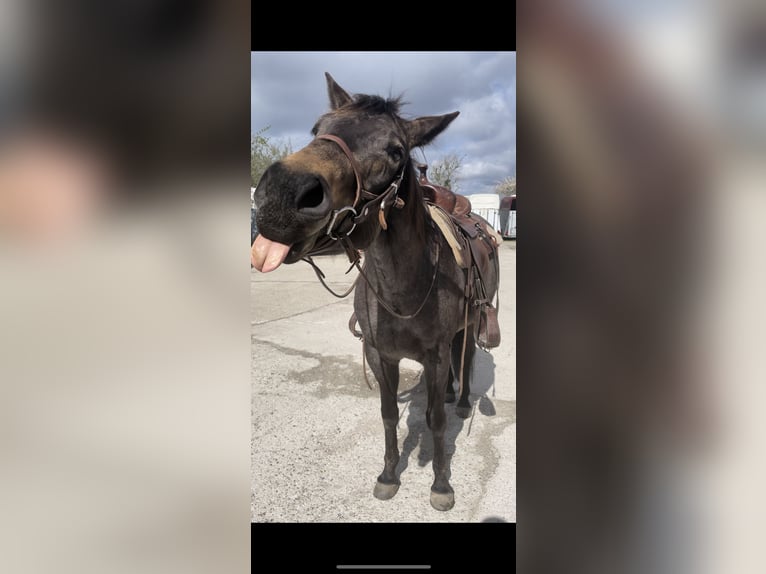 American Paint Horse Stute 7 Jahre Buckskin in Zuzenhausen