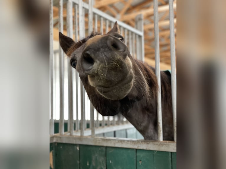 American Paint Horse Stute 7 Jahre Buckskin in Zuzenhausen