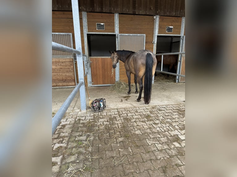 American Paint Horse Stute 7 Jahre Buckskin in Zuzenhausen