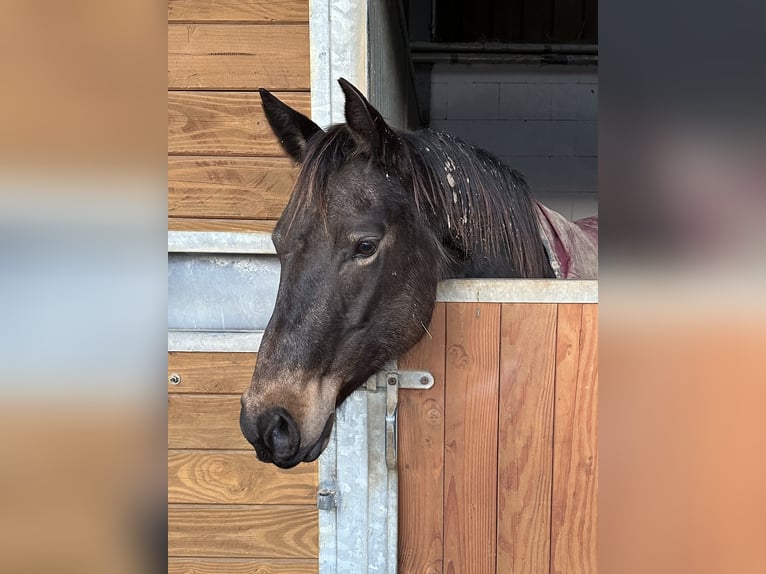 American Paint Horse Stute 7 Jahre Buckskin in Zuzenhausen