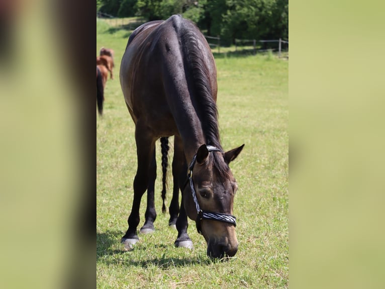 American Paint Horse Stute 7 Jahre Buckskin in Zuzenhausen