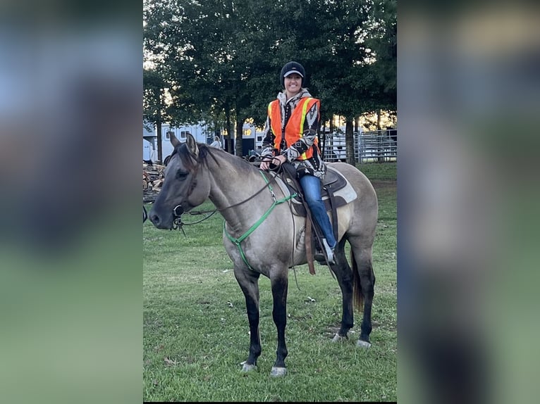 American Paint Horse Stute 7 Jahre Grullo in Jasper