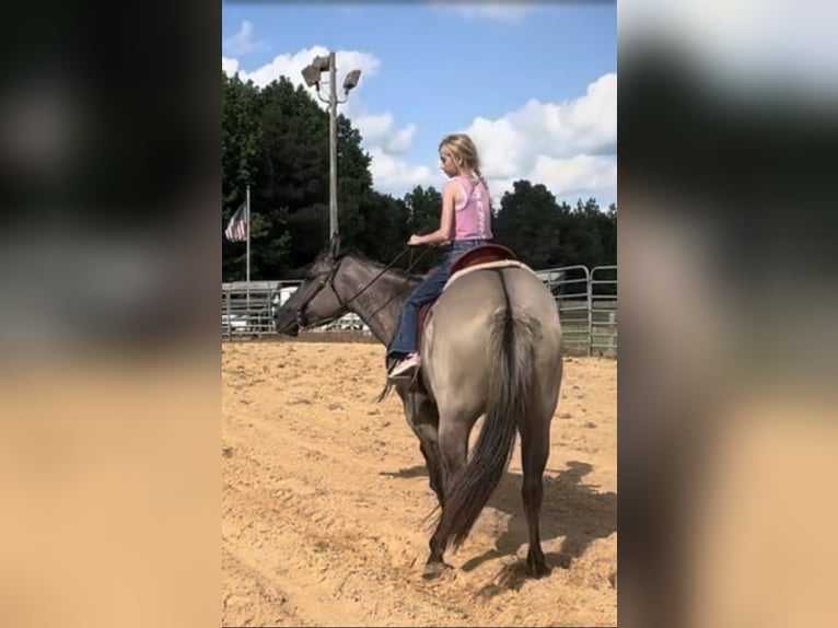 American Paint Horse Stute 7 Jahre Grullo in Jasper