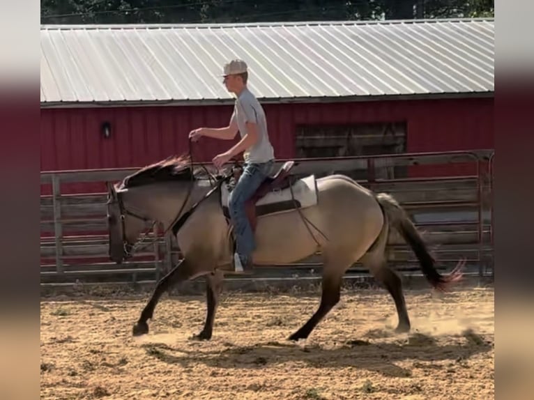 American Paint Horse Stute 7 Jahre Grullo in Jasper