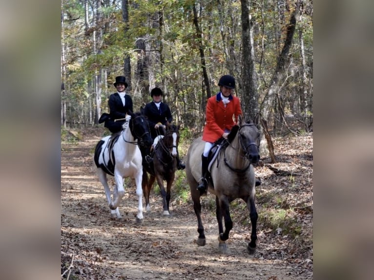 American Paint Horse Stute 7 Jahre Grullo in Jasper