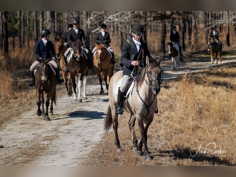 American Paint Horse Stute 7 Jahre Grullo in Jasper