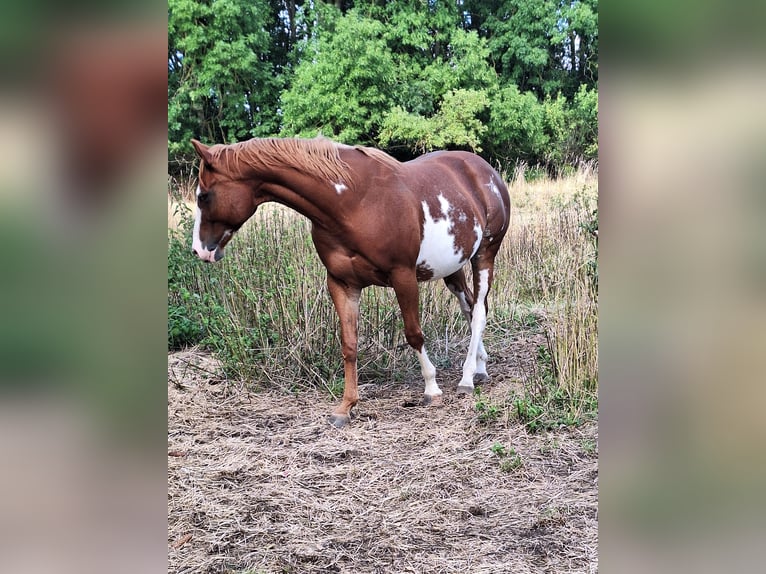 American Paint Horse Stute 7 Jahre Overo-alle-Farben in Eisenach