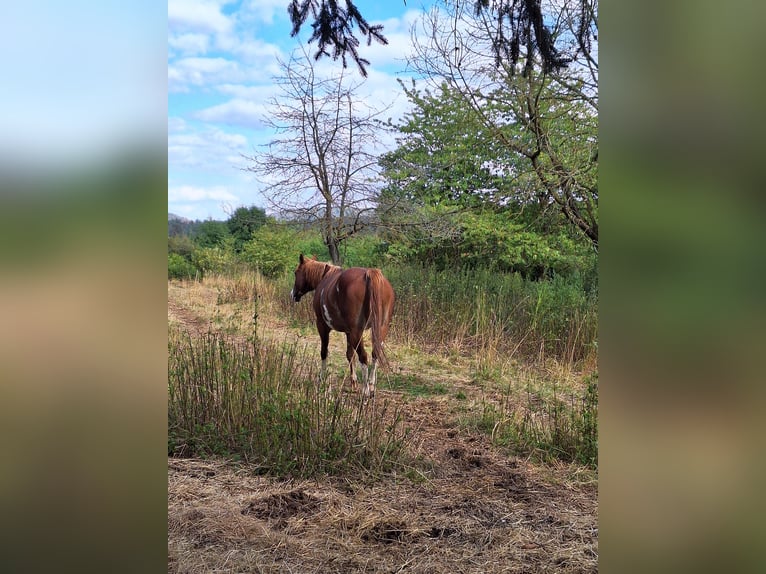 American Paint Horse Stute 7 Jahre Overo-alle-Farben in Eisenach