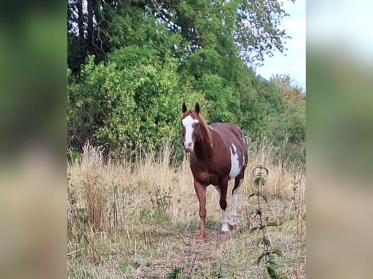 American Paint Horse Stute 7 Jahre Overo-alle-Farben in Eisenach