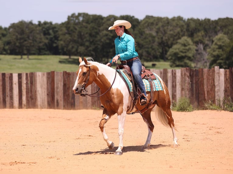 American Paint Horse Stute 7 Jahre Palomino in Adair Ok